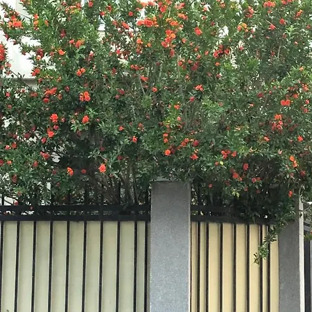 Pensiunea Pont-euxin 3*